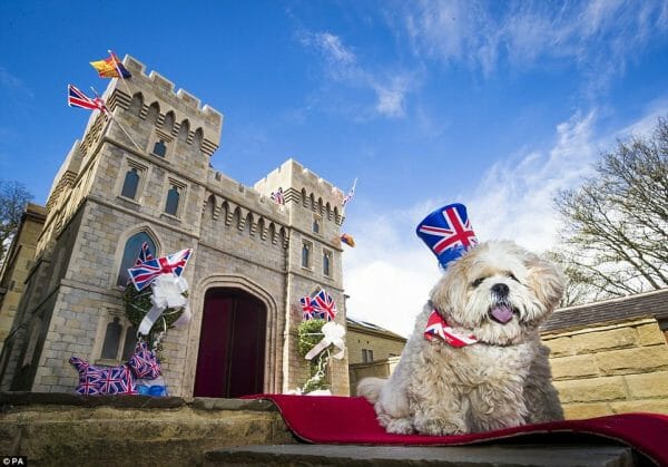 Windsor pour un chien