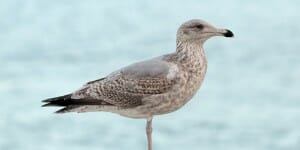 Le guano de mouette porterait-il chance ?