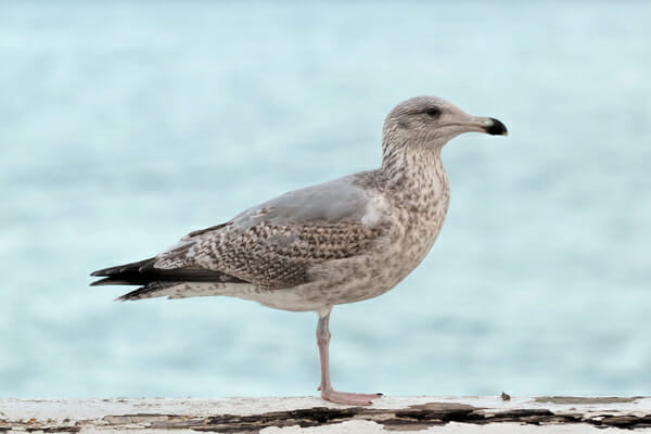 mouette-guano-chance-loto